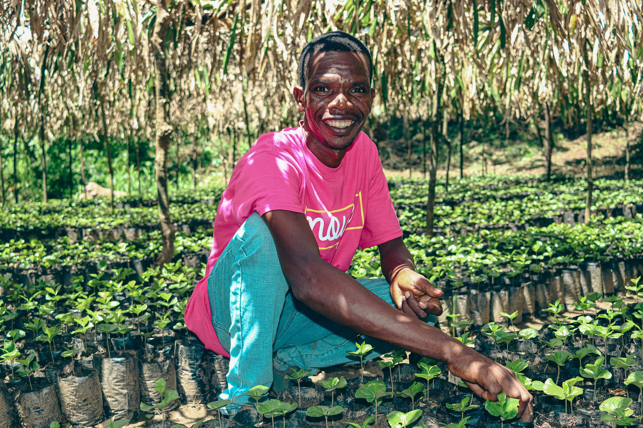 Farmer Coffee Seedlings