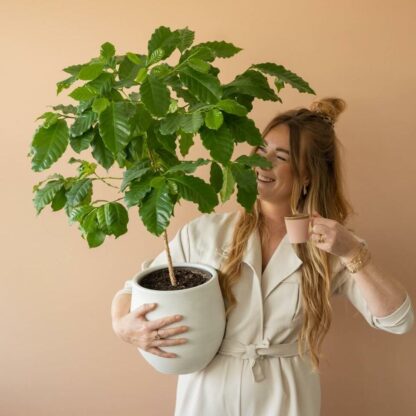 koffie boom