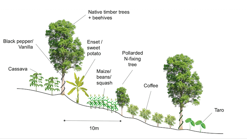 Agroforestry